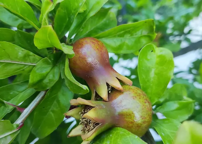 Pansion L'antic בית הארחה